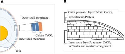 Biogenic calcium carbonate derived from waste shells for advanced material applications: A review
